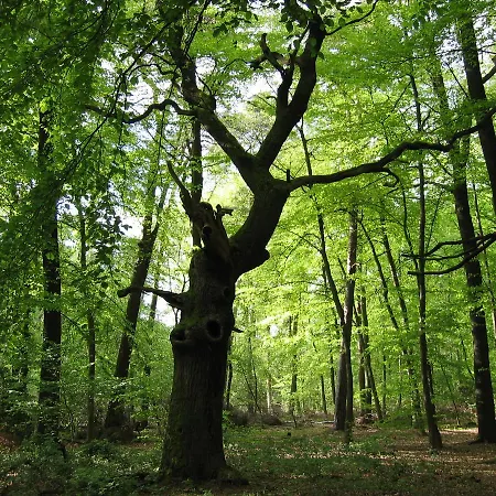 Restaurant Clemens-august 3* Ascheberg (North Rhine-Westphalia)